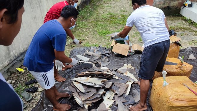 
					Proses pengiriman Sirip Ikan Hiu Sanana ke Pasar Surabaya