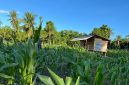 Lahan seluas hektar dimanfaatkan Pemdes Airkadai Sula di Kabupaten Pulau Taliabu untuk penanaman jagung. Penanaman ini dilakukan perdana untuk mendukung program swasembada Nasional. 