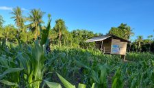 Lahan seluas hektar dimanfaatkan Pemdes Airkadai Sula di Kabupaten Pulau Taliabu untuk penanaman jagung. Penanaman ini dilakukan perdana untuk mendukung program swasembada Nasional. 