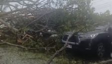 Tampak salah satu mobil yang terparkir di area Hotel Bela, Ternate, tertimpa pohon tumbang.